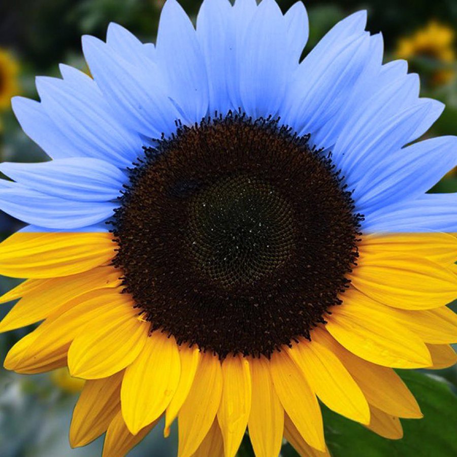 UNITED WITH PEOPLE OF UKRAINE